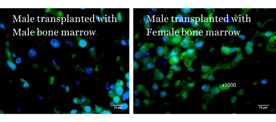 Female Bone Marrow Transplant (BMT) into Male mice increases BM-stem cell homing to heart after injury