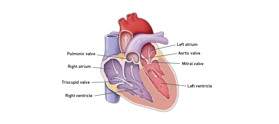 Normal Heart Valve Function Graphic
