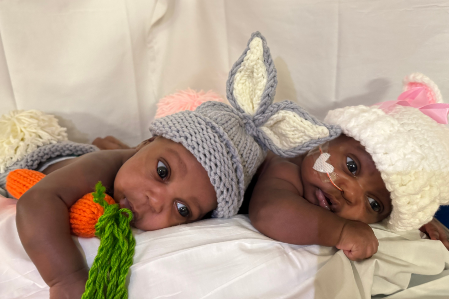 Two adorable baby bunnies enjoy their first carrot.
