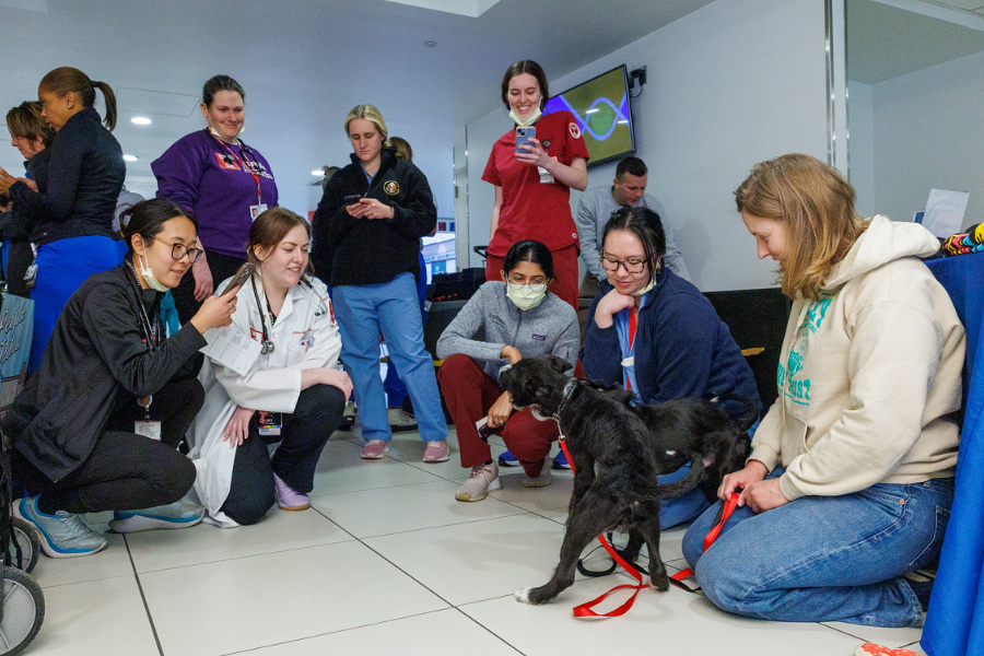 One of the best parts of being a puppy is playing with your siblings (cheered on by our team members, of course)!