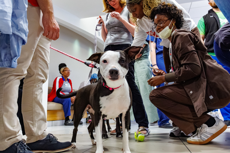 Our TUH-Main Campus employees loved getting quality time with these furry friends—all available for adoption at local rescues!