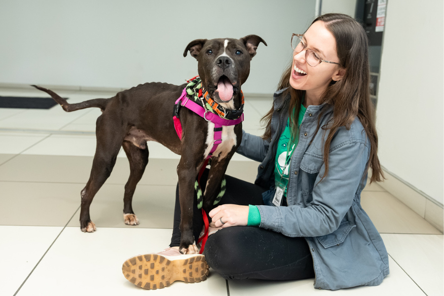 Snapshots from our annual Puppies and Pumpkins event.