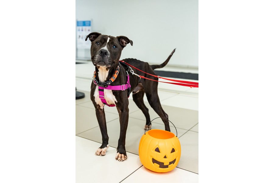 Snapshots from our annual Puppies and Pumpkins event.