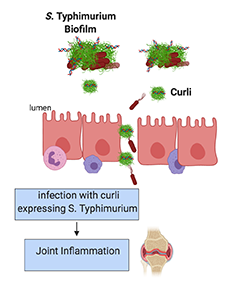 Curli-expressing Salmonella typhimurium triggers joint