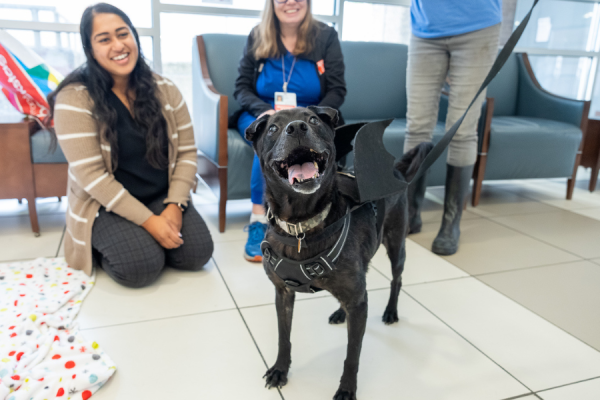 One of the dogs up for adoption—and in costume—at our Puppies and Pumpkins event.