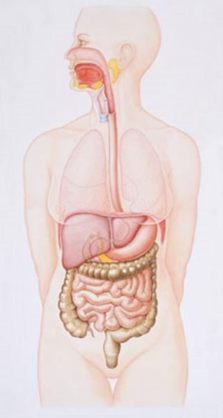 Gastrointestinal tract graphic