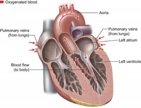 Labeled blood flow graphic