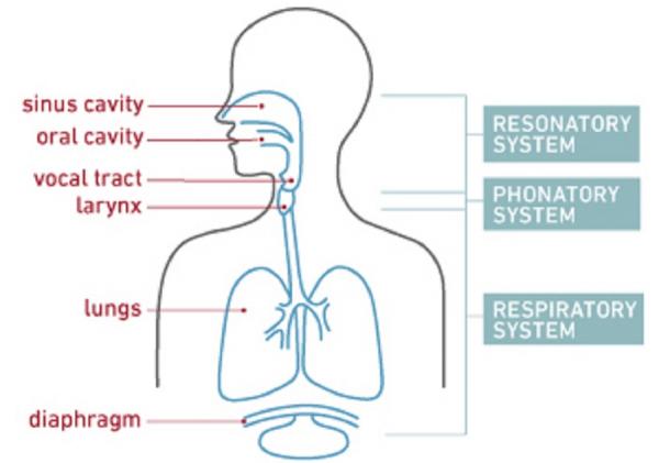Diagram of the three systems that work together to create your voice