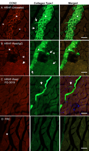 Fg-3019 animal tested