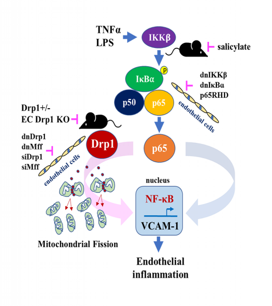 Mitochondrial fission in endothelial cells graphic